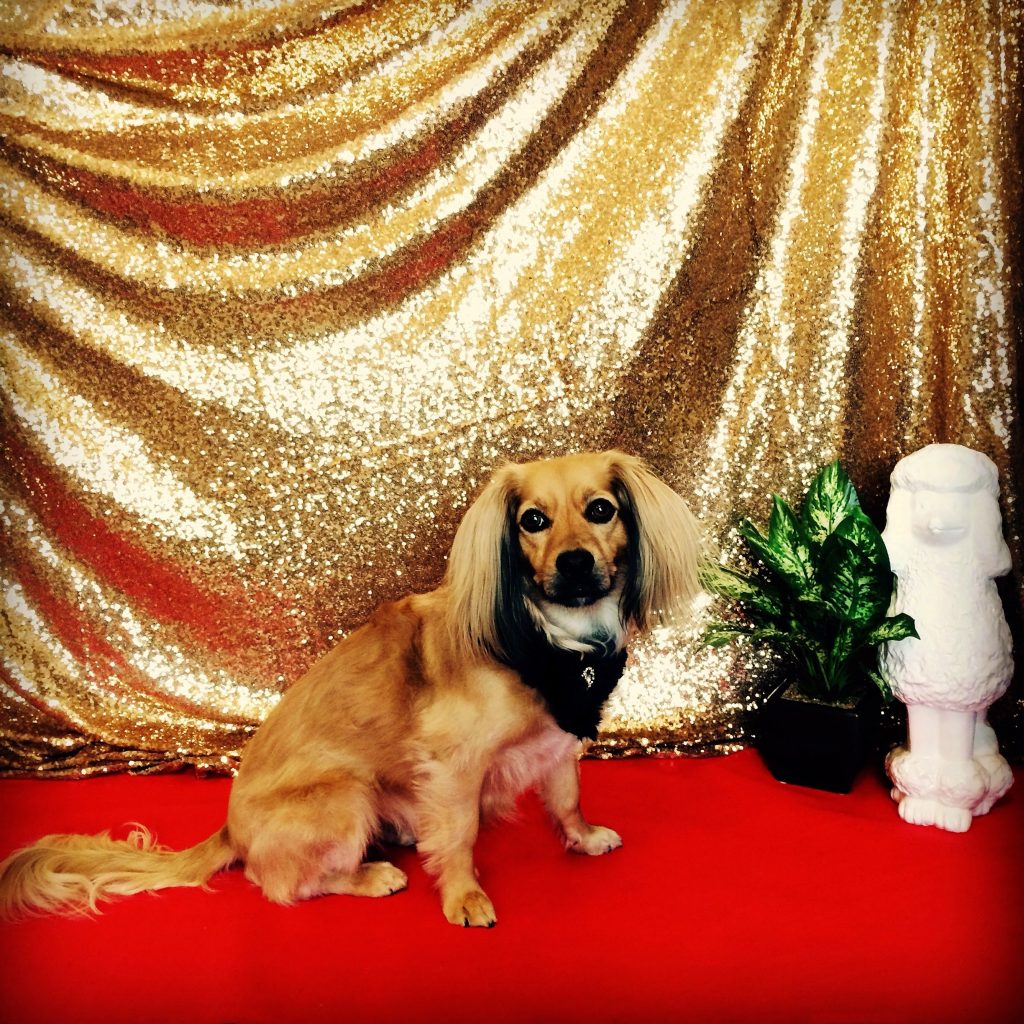Photo of a dog dressed up fancy on a red carpet with a fancy backdrop